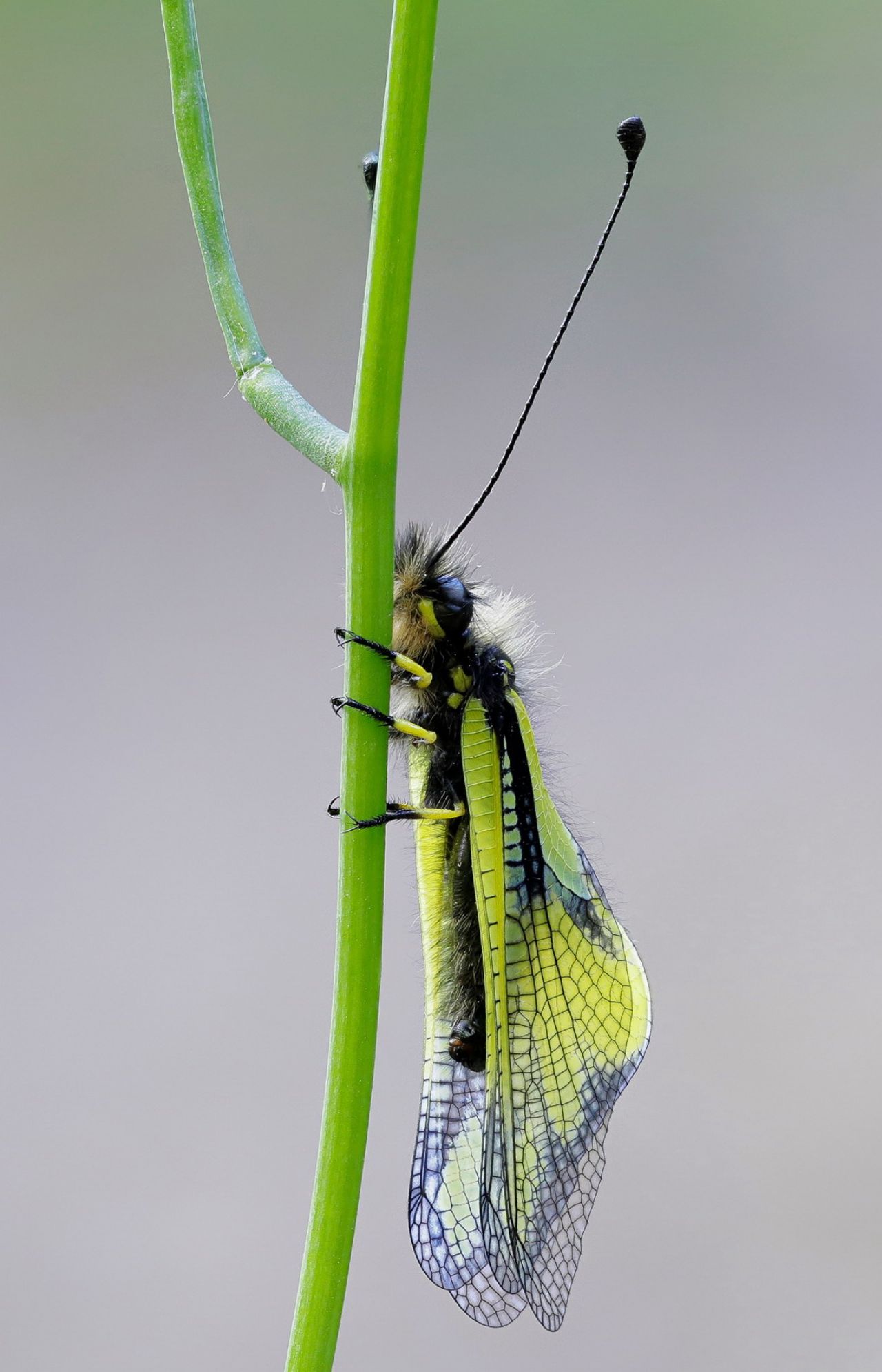 Ascalaphidae - Libelloides coccajus